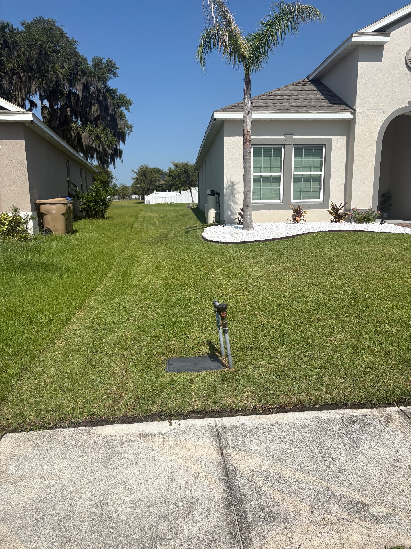Maintained lawn with palm tree and curved white landscape rock bed